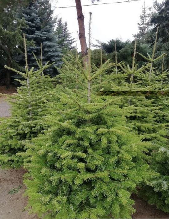 żywe choinki z dostawą