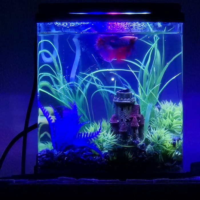 Akwarium 3l oświetlenie led