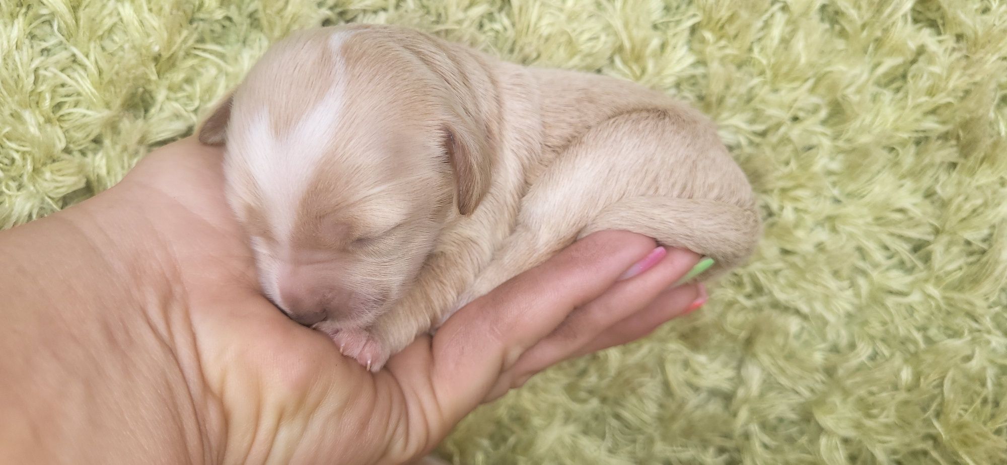 Suczka Maltipoo f1