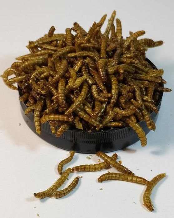 Мучной червь сухой "Mealworm" тм Буся 600мл/100г.