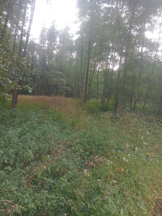 Działka 0,56 ha rolno leśna
