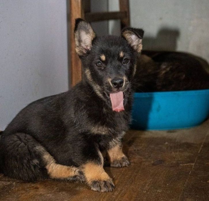 Отдам даром в добрые руки щенков метисы маленькой породы
