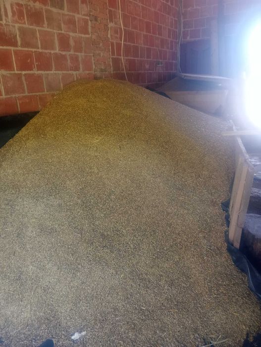 Owies dla koni zbiór 2025