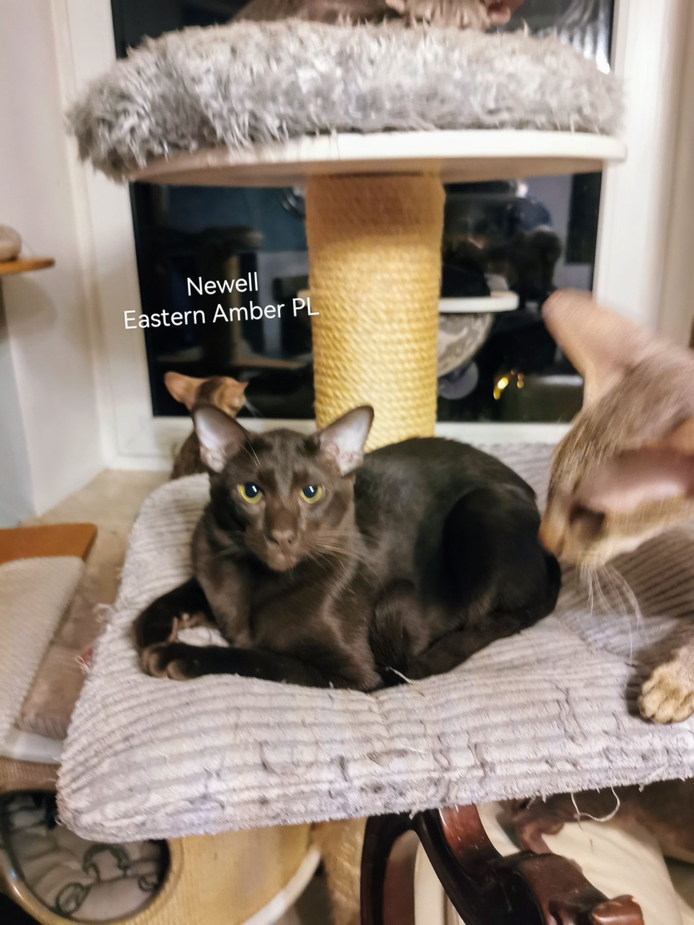 Peterbald orientalny kocurek gotowy do zmiany domku