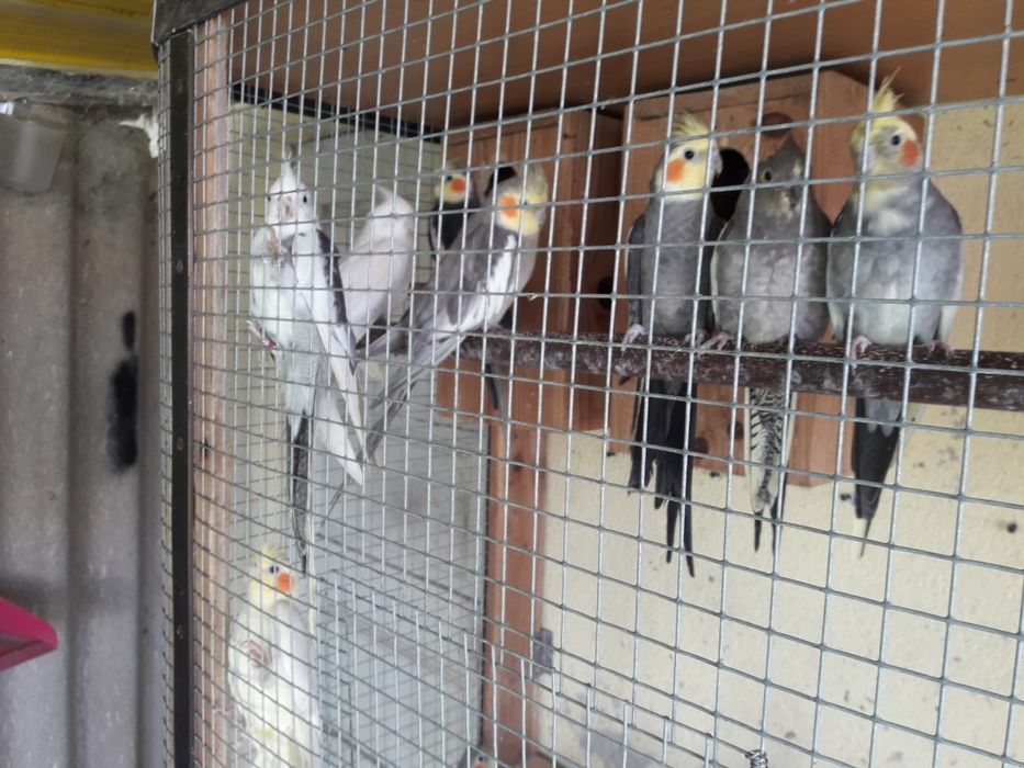 Vendo caturras de várias cor