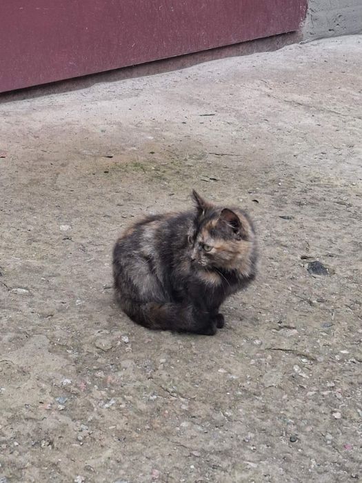 Віддам кошеня в добрі руки