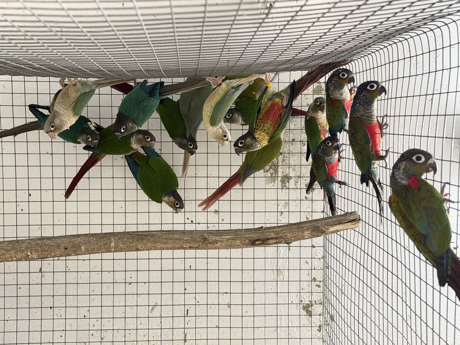 Pyrrhuras para venda