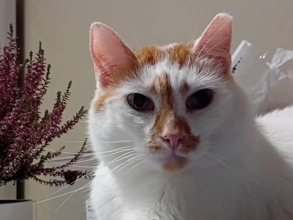 RUDZIK - rudy kocurek szuka odpowiedzialnego domu/Poznań