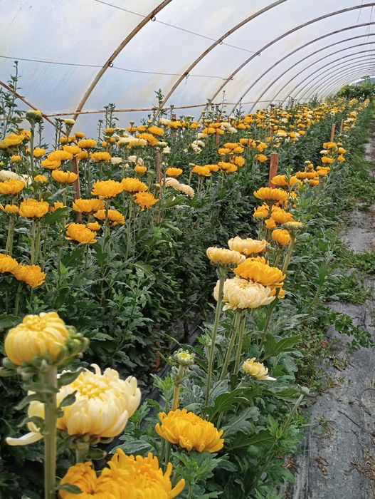 Хрезантема одноголова коринь 20гр