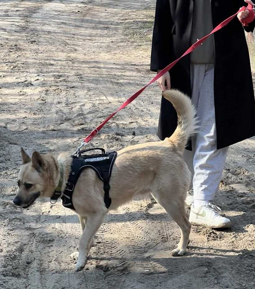 BUNIA typ:  AKITA, 4 lata, 25kg