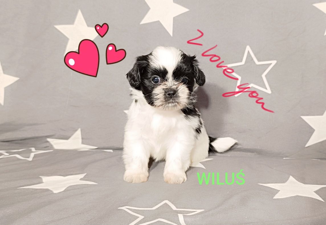 Shih Tzu piesek, rodowód, czip