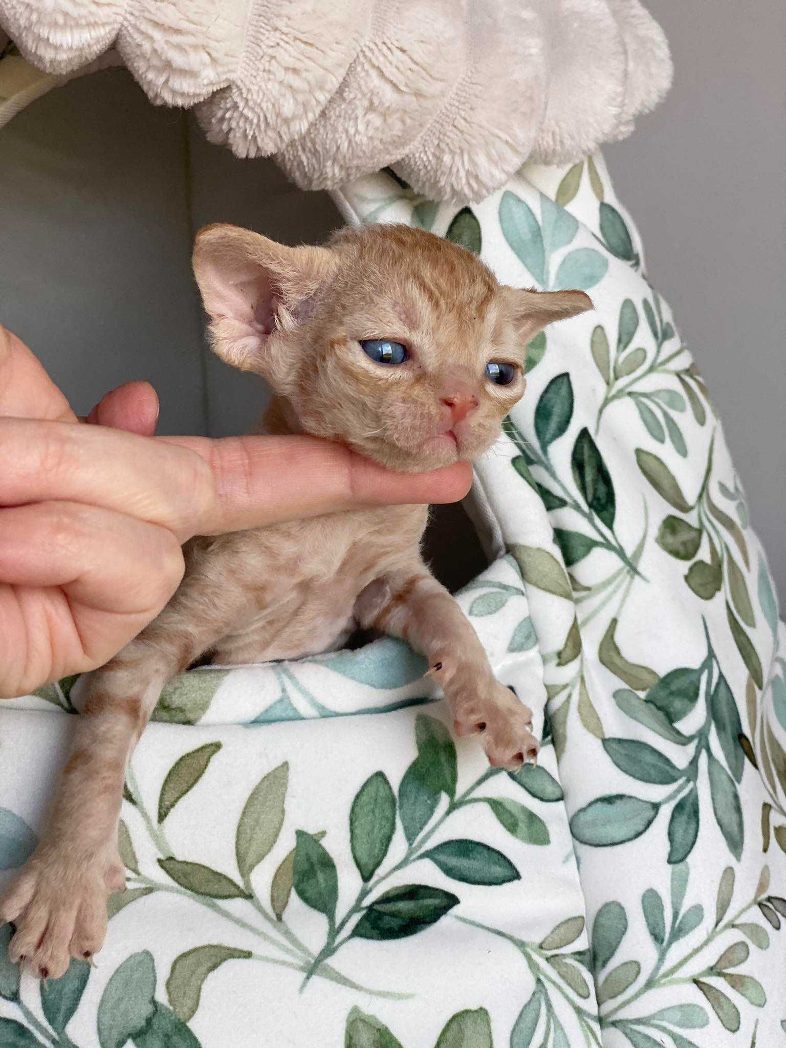 Baloo Calvados*PL,  Kochany chłopczyk Devon Rex