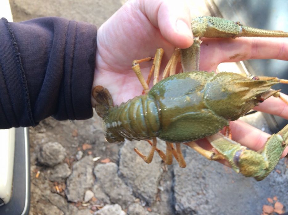 Раки живі та варені ! Вишгород, Хотянівка, Нові Петрівці