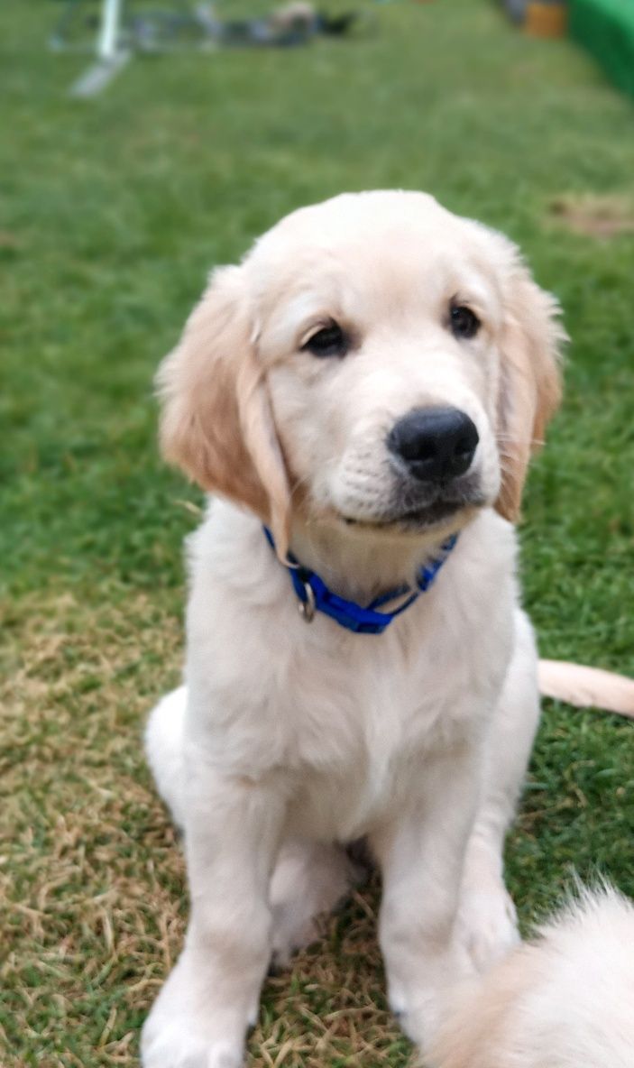 Golden retriever ZKwP FCI Gotowy do odbioru