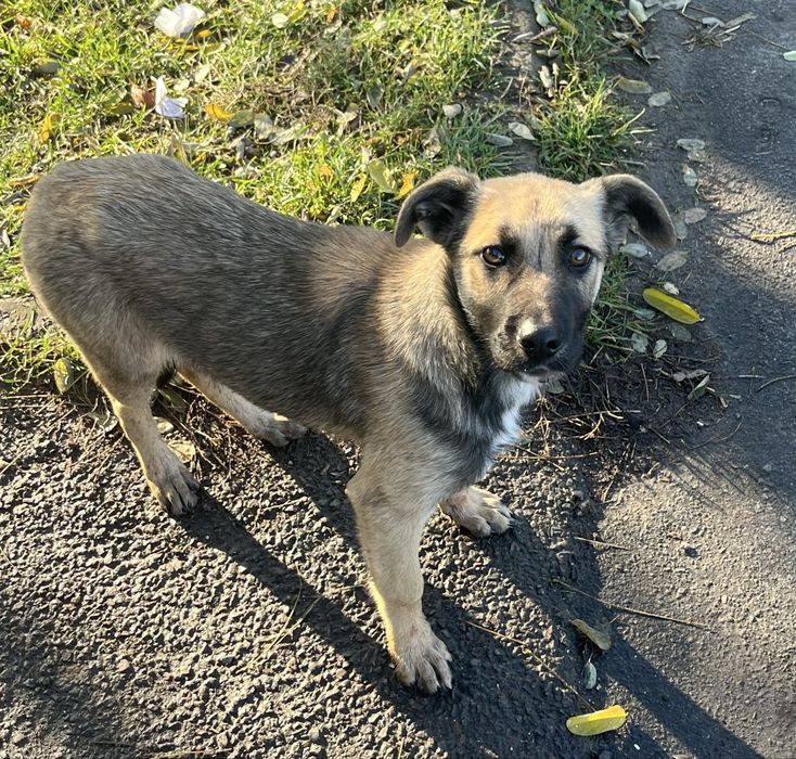 Песик шукає сімʼю