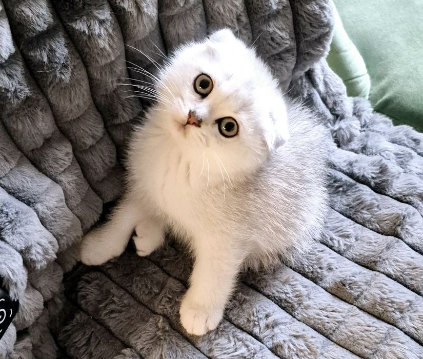 Шотландский котёнок мальчик серебристая шиншилла шиншила фолд котята