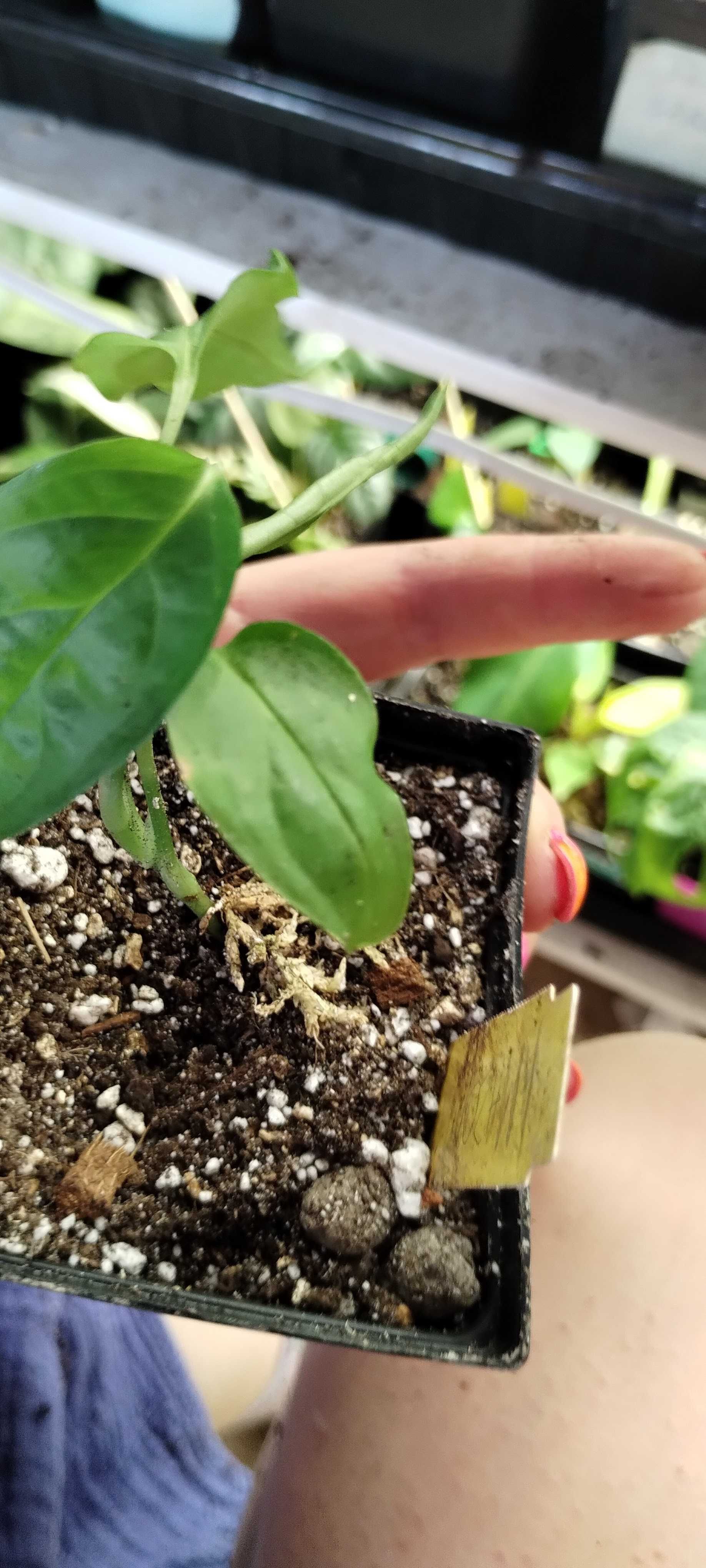 monstera oblique amazonas/amazonica