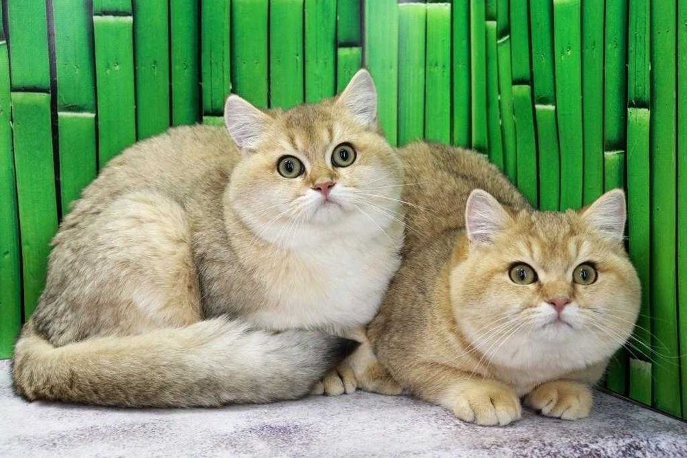 Милий британський кошеня (хлопчик і дівчинка)