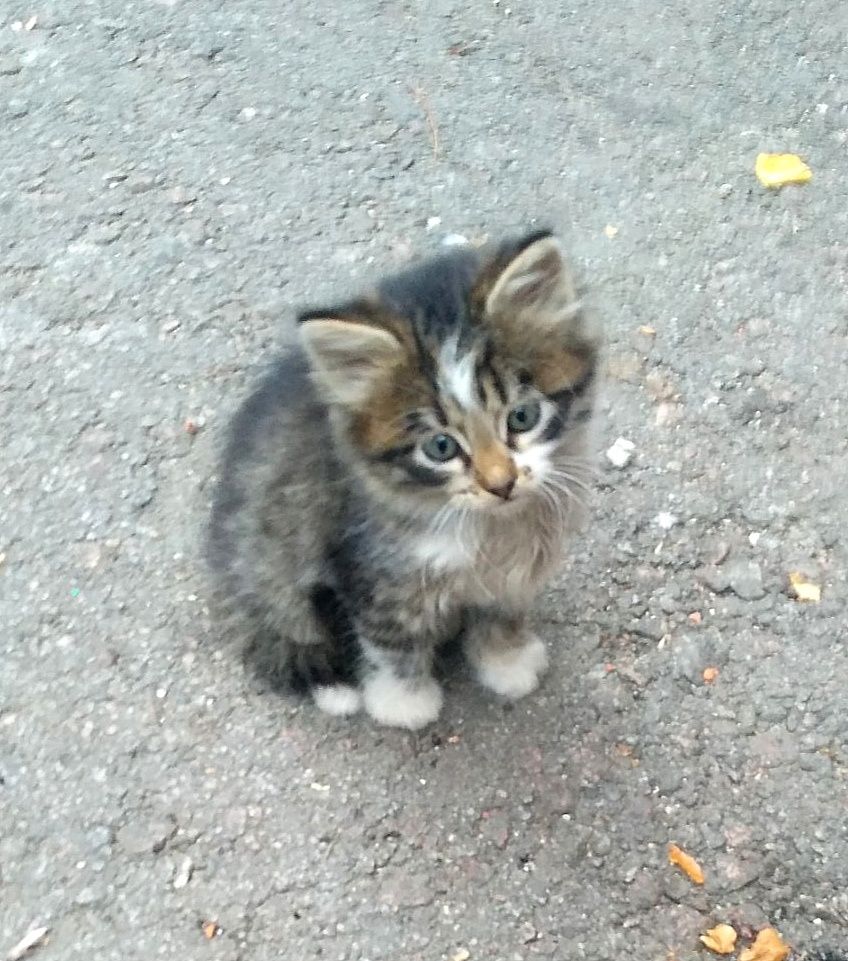 Отдам пушистого котёнка