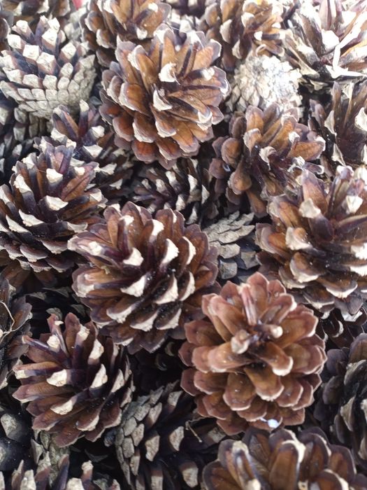 Suche szyszki sosnowe