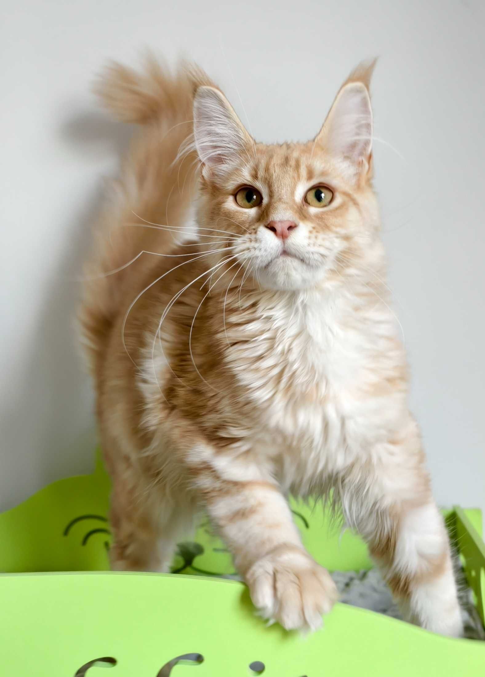 Maine Coon cudne kocieta