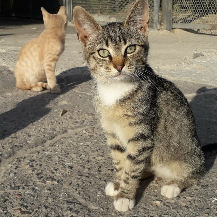 Котенок девочка 3 мес, стерильна