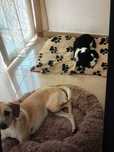 Tomar conta de cães