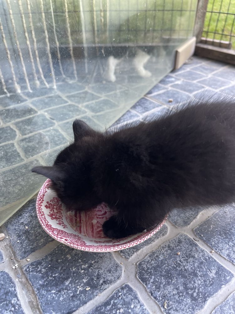 Gatinhos para adopcao