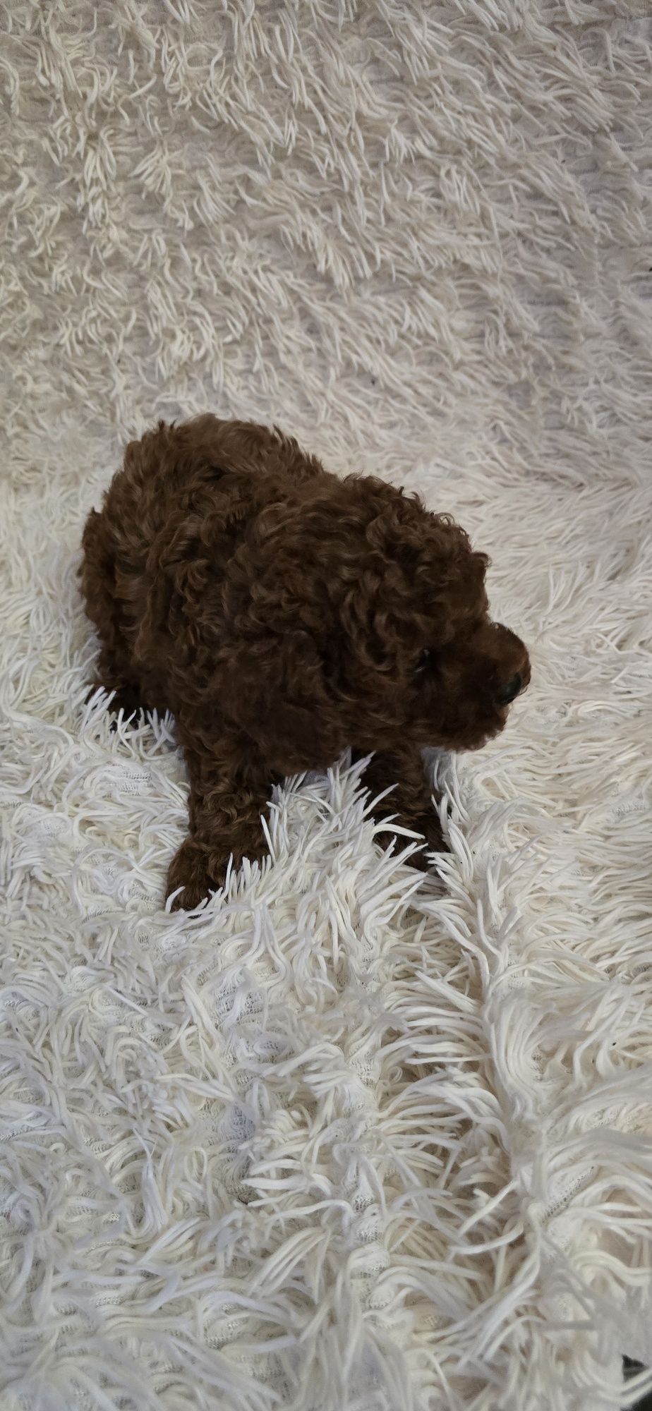 Maltipoo F1b chłopczyk Red Brown do odbioru