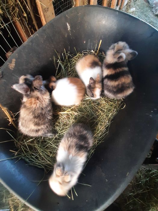 Kroliki karzelki miniaturki