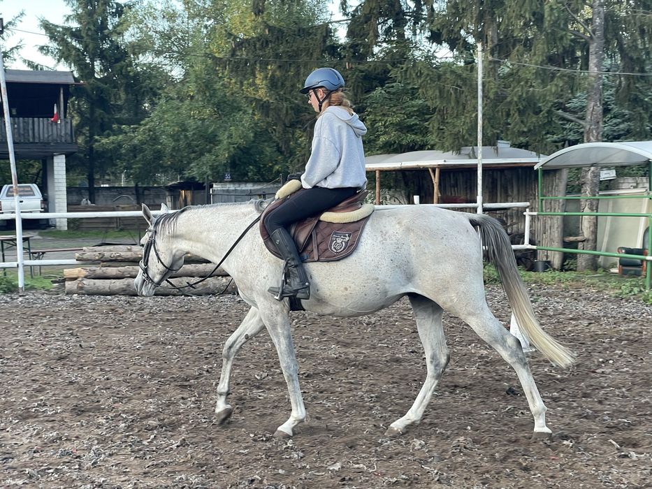 3,5 letni ogierek czystej krwi arabskiej