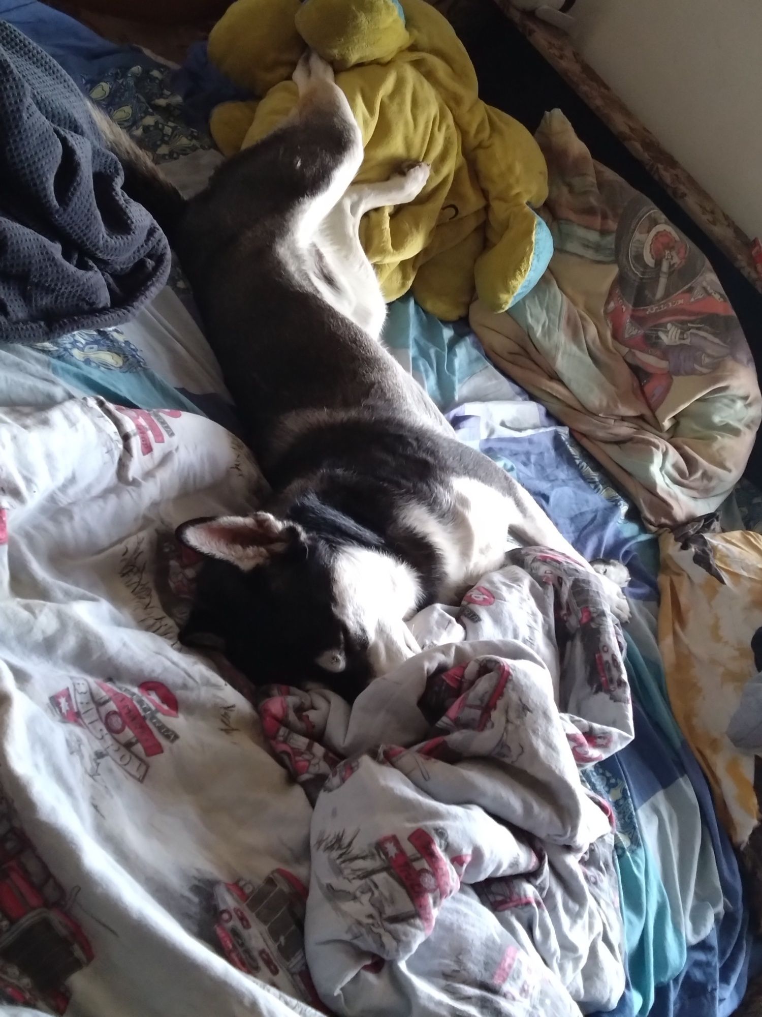 Kokos – energiczny psiak w  typie husky szuka kochającego domu!