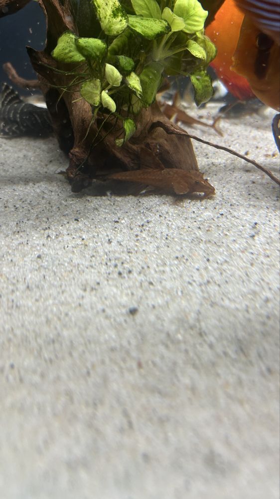 Loricaria red 11cm glonojady