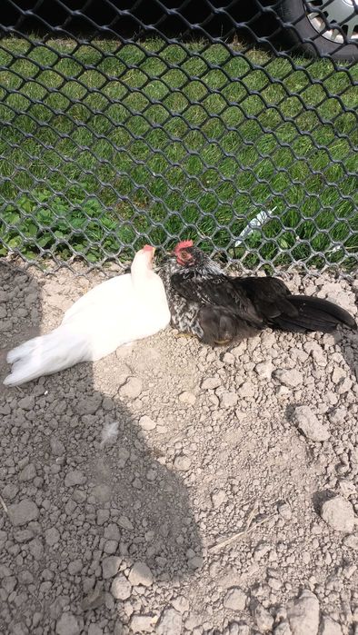 kogutki liliputki,koguty liliputy