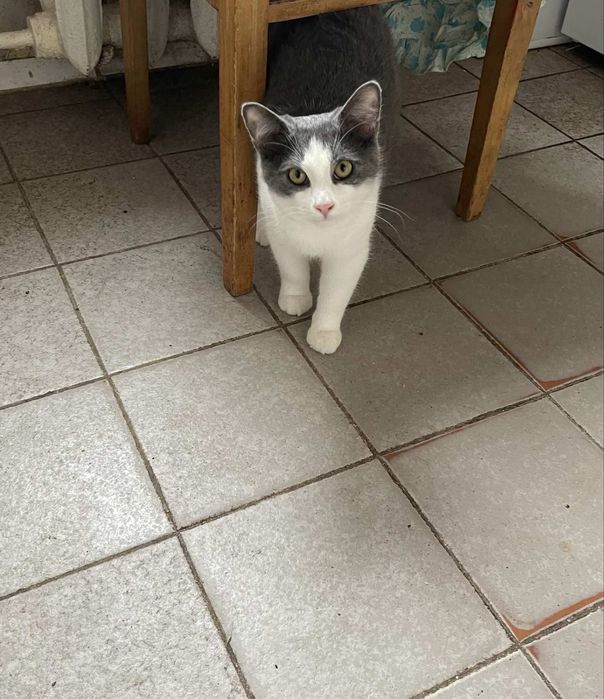 Юний красунчик шукає сімʼю