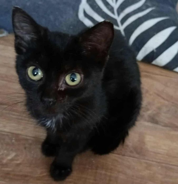 Czarnuszka szuka domku