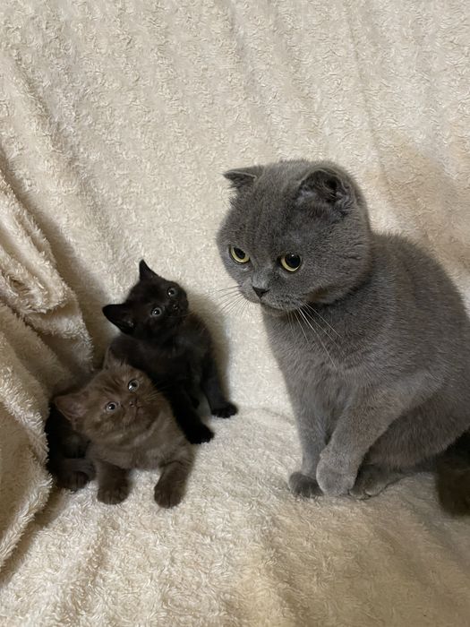 шотландські кошенята котик і киця