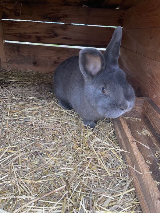 Sprzedam króliki likwidacja hodowlii