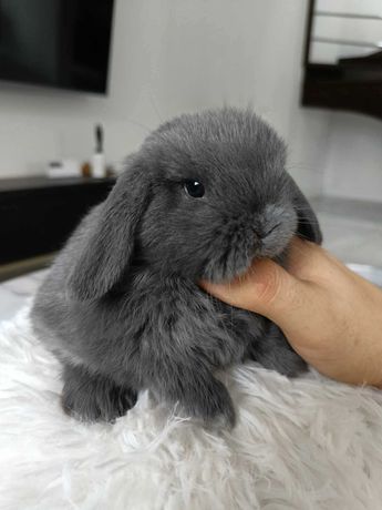 Mini lop karzełek Teddy hodowla zarejestrowana