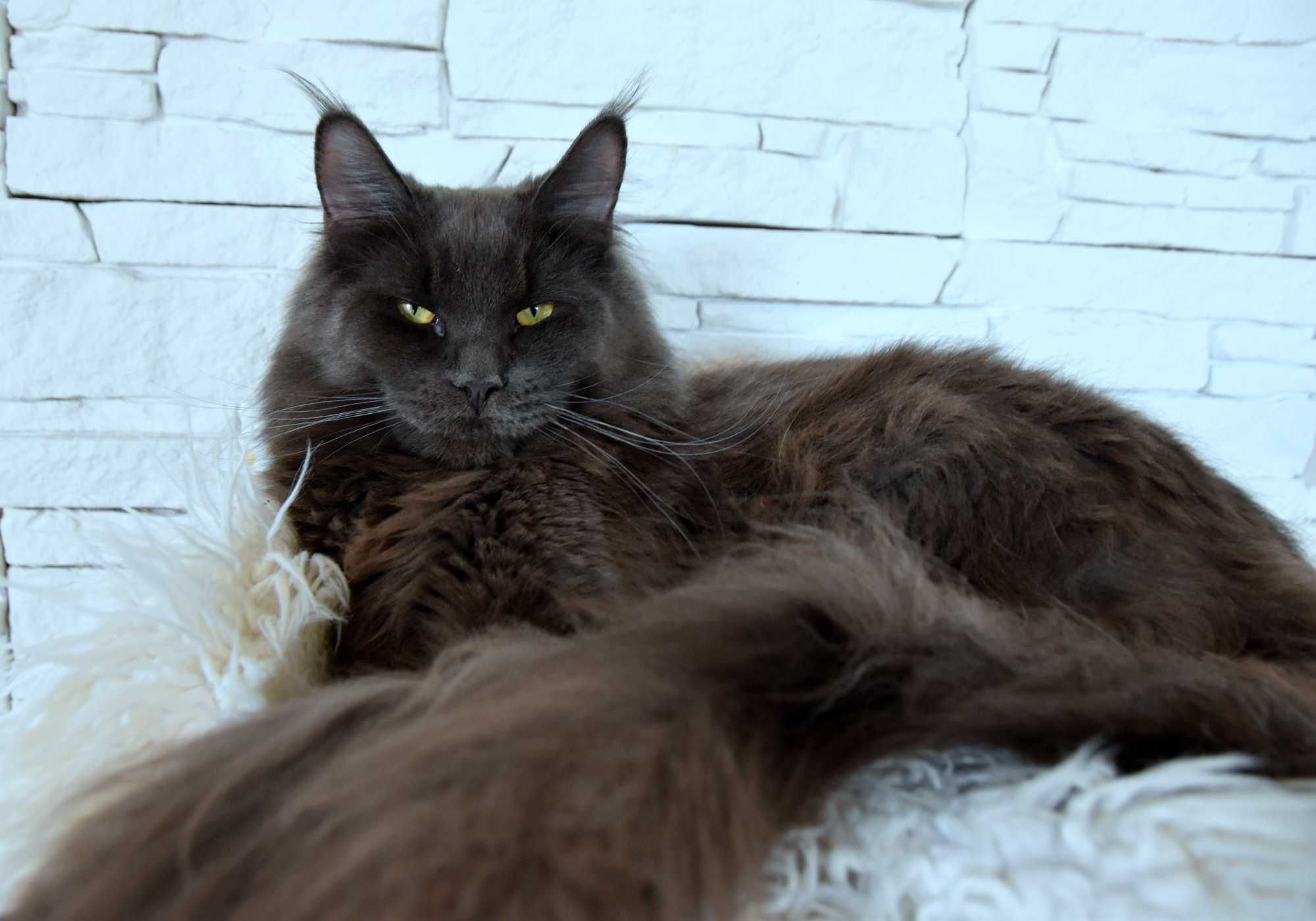 kotka niebieska Maine Coon - 7 mies