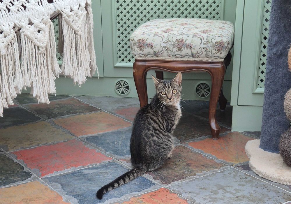 Ptyś - słodziak do adopcji