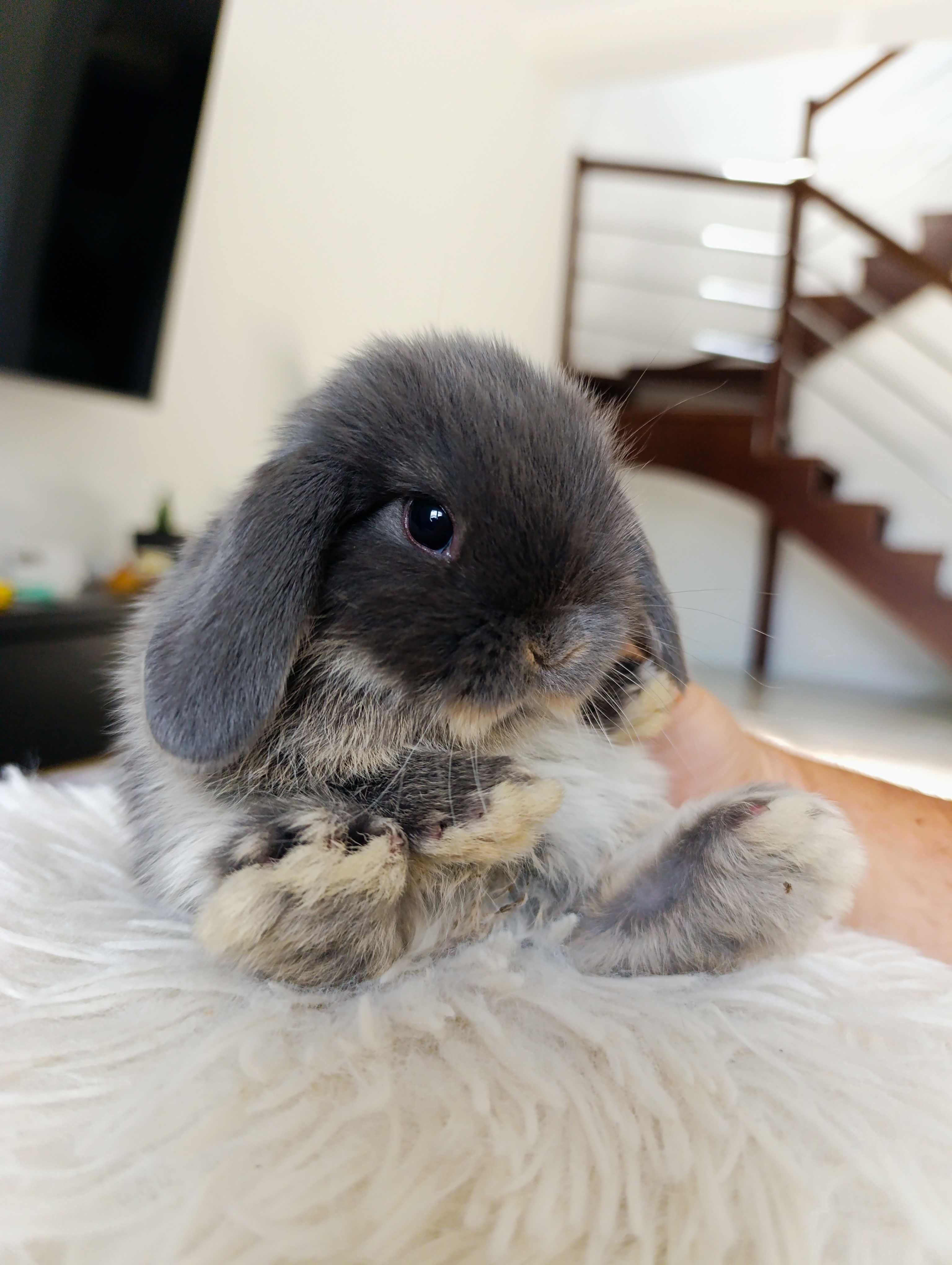 Mini lop karzełek Teddy hodowla zarejestrowana