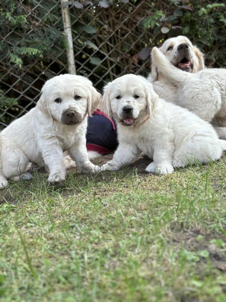 Golden retriever suczka ZkwP/FCI