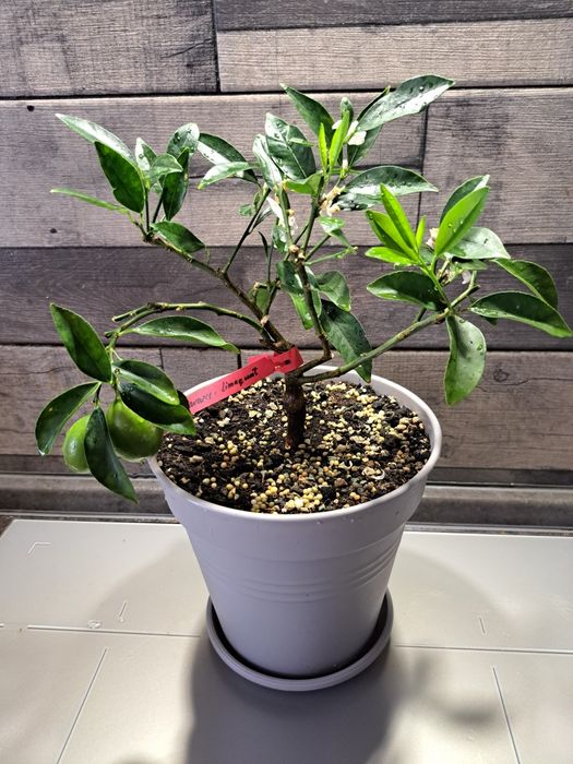 Лимон (лаймкват) "Таварес" з плодами