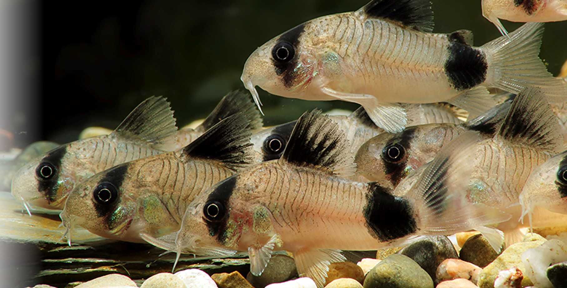 Kirysek panda - Kirys pandowaty - Corydoras panda - dowóz, wysyłka