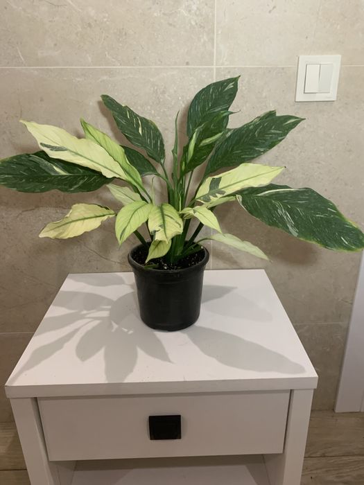 Спатіфілум Діамант, Тетрастігма, філодендрон Дарк