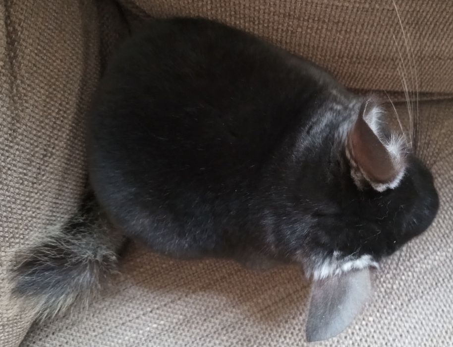 Szynszyla samiczka czarna aksamitna