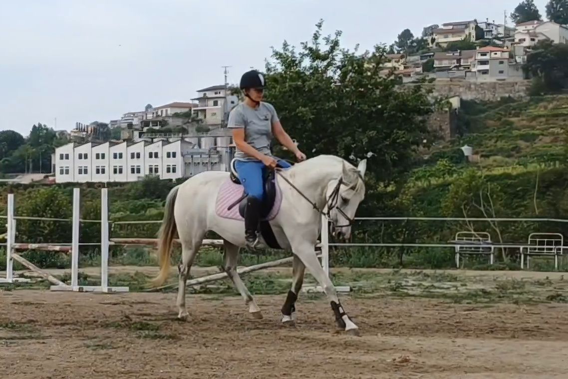 Égua 7 anos salta bem