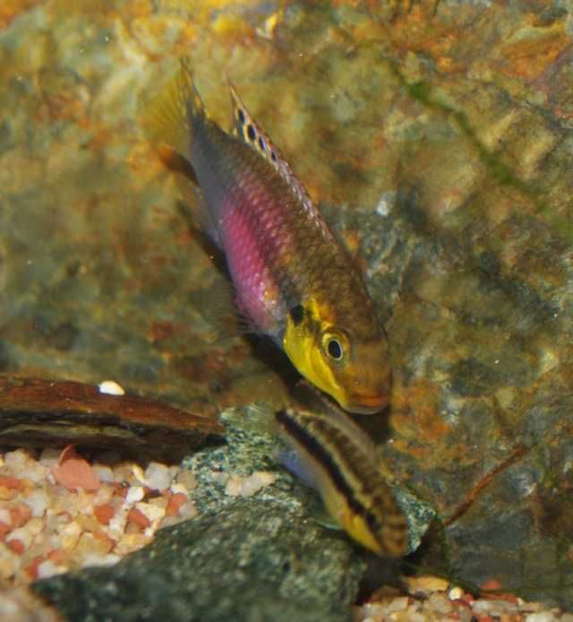 PIELĘGNICA: Barwniak Pelvicachromis subocellatus Matadi