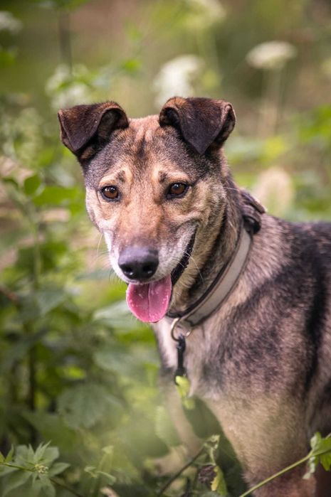 Miszel - piękny, sympatyczny psiak ADOPCJA